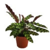 Korbmarante - Calathea Lancifolia -Gartenbedarf Verkäufe 2024 8627721 WE FS 001 CalatheaInsignisT12