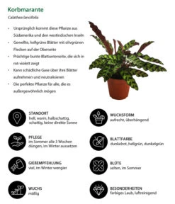 Korbmarante - Calathea Lancifolia -Gartenbedarf Verkäufe 2024 8627721 WE IG 001 CalatheaInsignisT12