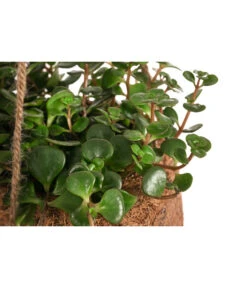 Kokodama-Ampel Fetthenne - Sedum Makinoi 'Tornado' 5 Kokodama-Ampel Fetthenne - Sedum Makinoi 'Tornado' -Gartenbedarf Verkäufe 2024 8627804 WE DE 001 KokodamaSedumTornadoT15DehnerExpressHerzig