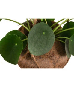 Kokodama-Ampel Glückstaler - Pilea Peperomioides -Gartenbedarf Verkäufe 2024 8627820 WE DE 001 KokodamaPileaPeperomioidesT17DehnerExpressHerzig