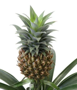 Ananaspflanze - Ananas Comosus, In Keramik 9 Ananaspflanze - Ananas Comosus, In Keramik -Gartenbedarf Verkäufe 2024 8627978 WE DE 001 AnanaspflanzeInKeramik