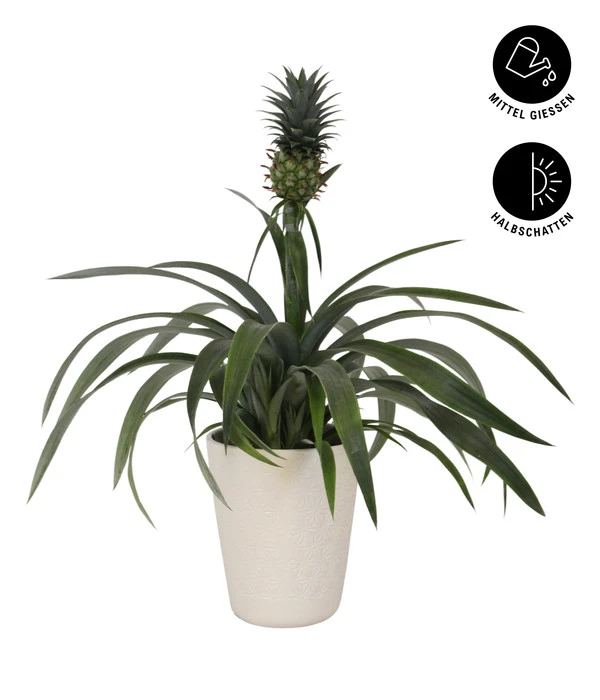 Ananaspflanze - Ananas Comosus, In Keramik 4 Ananaspflanze - Ananas Comosus, In Keramik – Bild 2