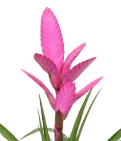 Tillandsie - Tillandsia Cyanea 'Antonio', In Keramik -Gartenbedarf Verkäufe 2024 8628000 WE DE 001 TillandsieInKeramikWeiss