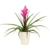Tillandsie - Tillandsia Cyanea 'Antonio', In Keramik -Gartenbedarf Verkäufe 2024 8628000 WE FS 005 TillandsieInKeramikWeiss