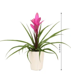 Tillandsie - Tillandsia Cyanea 'Antonio', In Keramik -Gartenbedarf Verkäufe 2024 8628000 WE IG 001 TillandsieInKeramikWeiss