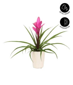 Tillandsie - Tillandsia Cyanea 'Antonio', In Keramik -Gartenbedarf Verkäufe 2024 8628000 WE IG 003 TillandsieInKeramikWeiss