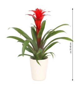 Guzmanie - Guzmania Calypso, In Keramik -Gartenbedarf Verkäufe 2024 8628018 WE FS 003 GuzmaniaCalypsoInKeramik