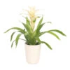 Guzmanie - Guzmania 'Deseo White', In Keramik -Gartenbedarf Verkäufe 2024 8628026 WE FS 001 GuzmaniaDeseoWeissInKeramikT13