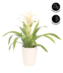 Guzmanie - Guzmania 'Deseo White', In Keramik -Gartenbedarf Verkäufe 2024 8628026 WE FS 002 GuzmaniaDeseoWeissInKeramikT13