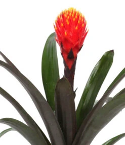 Guzmanie - Guzmania 'Tala', In Keramik -Gartenbedarf Verkäufe 2024 8628034 WE DE 001 GuzmaniaTalaInKeramik