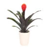 Guzmanie - Guzmania 'Tala', In Keramik -Gartenbedarf Verkäufe 2024 8628034 WE FS 001 GuzmaniaTalaOrangeInKeramikT13