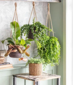 Kannenpflanze - Nepenthes Alata, Ampel -Gartenbedarf Verkäufe 2024 8635377 WE MO 001 AeschynanthusJaprolepisT14SkurileAmpeln