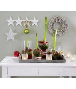 Amaryllis - Hippeastrum-Hybride 17 Amaryllis - Hippeastrum-Hybride -Gartenbedarf Verkäufe 2024 8646994 8700809 WE MO 001 Amaryllis 009