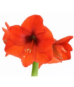 Amaryllis - Hippeastrum Hybride, Eintriebig, Rot -Gartenbedarf Verkäufe 2024 8646994 WE DE 001 AmaryllisHippeastrumT12RotEintrieberDehnerExpressHerzigOW