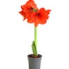 Amaryllis - Hippeastrum Hybride, Eintriebig, Rot 1 Amaryllis - Hippeastrum Hybride, Eintriebig, Rot -Gartenbedarf Verkäufe 2024 8646994 WE FS 001 AmaryllisHippeastrumT12RotEintrieberDehnerExpressHerzigOW