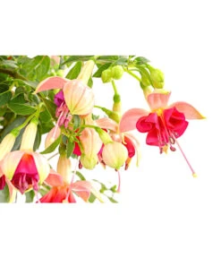 Fuchsie, Verschiedene Sorten 17 Fuchsie, Verschiedene Sorten -Gartenbedarf Verkäufe 2024 8649733 PR DE 001 FuchsienStammMixT17DehnerExpressHerzig