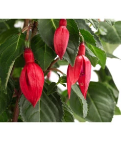 Fuchsie, Verschiedene Sorten 18 Fuchsie, Verschiedene Sorten -Gartenbedarf Verkäufe 2024 8649733 WE DE 001 FuchsienStammMixT17FuchsiaCultivars