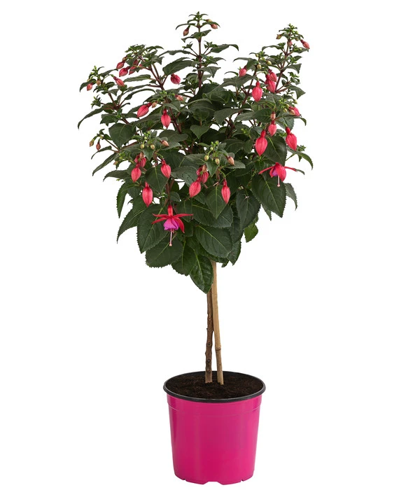 Fuchsie, Verschiedene Sorten 5 Fuchsie, Verschiedene Sorten – Bild 3