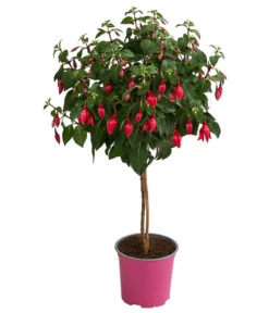 Fuchsie, Verschiedene Sorten 12 Fuchsie, Verschiedene Sorten -Gartenbedarf Verkäufe 2024 8649733 WE FS 004 FuchsienStammMixT17FuchsiaCultivars