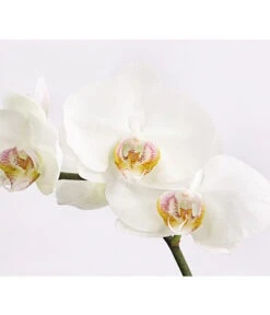 Schmetterlingsorchidee - Phalaenopsis Cultivars 'Crossing' -Gartenbedarf Verkäufe 2024 8649964 we DE 004 SchmetterlingsorchideePhalaenopsis1TrieberT12DehnerExpressHerzig