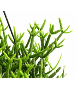 Korallenkaktus - Rhipsalis Baccifera 'Oasis', Ampel -Gartenbedarf Verkäufe 2024 8650020 PR DE 001 RhipsalisOasisKorallenkaktusAmpelT14DehnerExpressHerzig