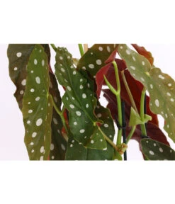 Polka-Dot Begonie - Begonia Maculata -Gartenbedarf Verkäufe 2024 8651291 PR DE 001 BegonieMaculataT12DehnerExpressHerzig