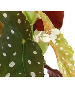 Polka-Dot Begonie - Begonia Maculata -Gartenbedarf Verkäufe 2024 8651291 PR DE 002 BegonieMaculataT12DehnerExpressHerzig