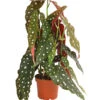 Polka-Dot Begonie - Begonia Maculata -Gartenbedarf Verkäufe 2024 8651291 PR FS 001 BegonieMaculataT12DehnerExpressHerzig