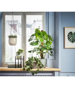 Felsendickblatt - Crassula Rupestris Subsp. Marnieriana 'Hottentot', Ampel -Gartenbedarf Verkäufe 2024 8652596 8519381 8626632 8461964 WE MO 002 CrassulaHottentotAmpelFensterblattMonsteraScindapsusPictusAmpelScindapsus