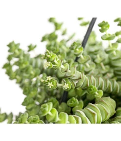 Felsendickblatt - Crassula Rupestris Subsp. Marnieriana 'Hottentot', Ampel -Gartenbedarf Verkäufe 2024 8652596 PR DE 001 CrassulaHottentotFelsenDickblattAmpelT14DehnerExpressHerzig