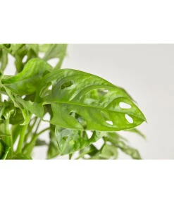 Fensterblatt - Monstera Adansonii, Ampel -Gartenbedarf Verkäufe 2024 8654147 PR DE 001 MonsteraObliquaAMPELT21DehnerExpressZS