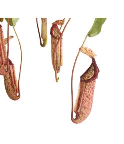 Kannenpflanze - Nepenthes Alata, Ampel Groß 7 Kannenpflanze - Nepenthes Alata, Ampel Groß -Gartenbedarf Verkäufe 2024 8654162 WE DE 001 NepenthesAmpelGrossDehnerExpressHerzig