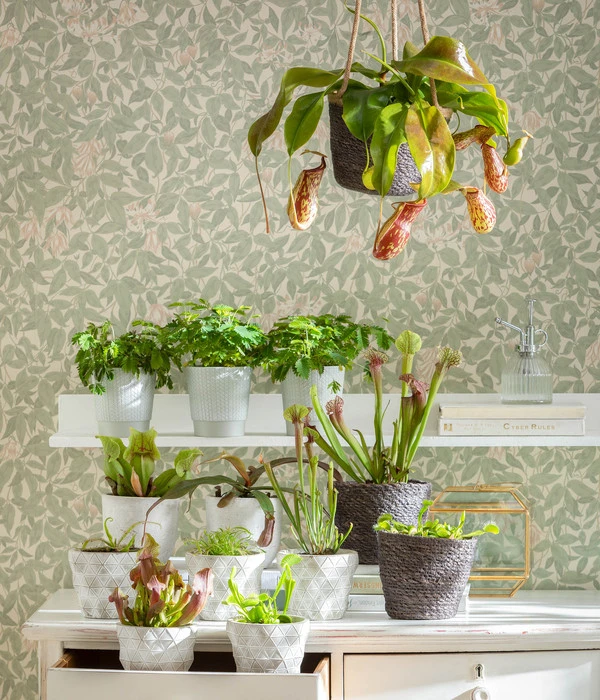 Kannenpflanze - Nepenthes Alata, Ampel Groß 4 Kannenpflanze - Nepenthes Alata, Ampel Groß – Bild 2