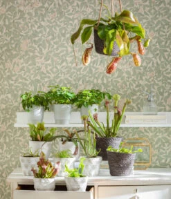 Kap-Sonnentau - Drosera Capensis 11 Kap-Sonnentau - Drosera Capensis -Gartenbedarf Verkäufe 2024 8654162 WE MO FleischfresserCarnevoire