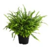 Schwertfarn - Nephrolepis Exaltata 'Green Lady' -Gartenbedarf Verkäufe 2024 8654311 WE FS 001 SchwertfarnNephrolepisGreenLadyAirT17