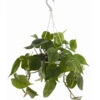 Baumfreund - Philodendron Scandens, Ampel -Gartenbedarf Verkäufe 2024 8659617 PR FS 001 PhilodendronScandensBaumfreundAmpelT15DehnerExpressZS