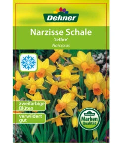 Narzisse 'Jetfire', Schale -Gartenbedarf Verkäufe 2024 8662363 Narcissus Jetfire Schale 2016 1
