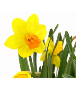 Narzisse 'Jetfire', Schale -Gartenbedarf Verkäufe 2024 8662363 PR DE 001 NarzissenNarcissusJetFireSchaleT16DehnerExpressHerzig