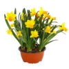 Narzisse 'Jetfire', Schale -Gartenbedarf Verkäufe 2024 8662363 PR FS 001 NarzissenNarcissusJetFireSchaleT16DehnerExpressHerzig
