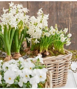 Traubenhyazinthe 'White Magic' -Gartenbedarf Verkäufe 2024 8662686 8247520 8662009 8662041 PR MO 001 Allerheiligen0173