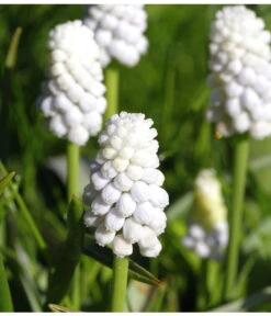 Traubenhyazinthe 'White Magic' -Gartenbedarf Verkäufe 2024 8662686 PR MO 001 TraubenhyazintheWhiteMagicPixabay