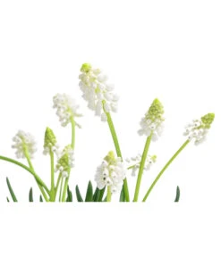 Traubenhyazinthe 'White Magic' -Gartenbedarf Verkäufe 2024 8662686 WE DE 001 MuscariAucheriWhiteMagicTraubenhyazintheT9cm