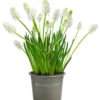 Traubenhyazinthe 'White Magic' 1 Traubenhyazinthe 'White Magic' -Gartenbedarf Verkäufe 2024 8662686 WE FS 001 MuscariAucheriWhiteMagicTraubenhyazintheT9cm