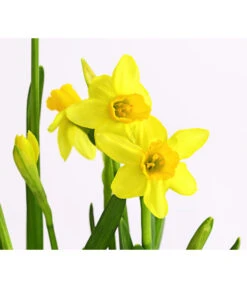 Narzissen Tête à Tête' In Zinkschale, Ca. Ø29 Cm -Gartenbedarf Verkäufe 2024 8663122 WE DE 007 NarzissenTAT9