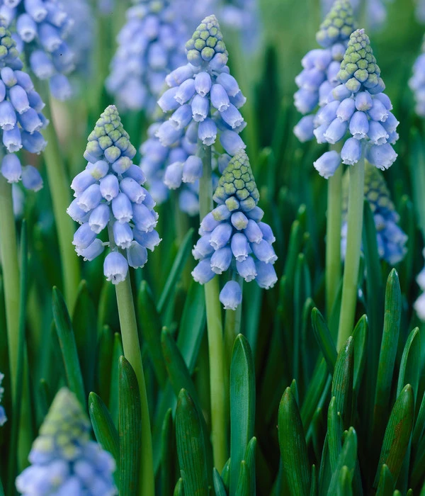 Traubenhyazinthen In Zinkschale, Ca. Ø29 Cm 6 Traubenhyazinthen In Zinkschale, Ca. Ø29 Cm – Bild 4