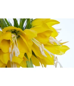 Kaiserkrone -Gartenbedarf Verkäufe 2024 8664674 PR DE 001 KaiserkroneFritillariaLuteaT14DehnerExpressZS