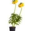 Kaiserkrone -Gartenbedarf Verkäufe 2024 8664674 PR FS 001 KaiserkroneFritillariaLuteaT14DehnerExpressZS