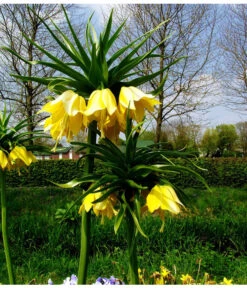 Kaiserkrone -Gartenbedarf Verkäufe 2024 8664676 WE MO 001 KaiserkroneGelbPixabay