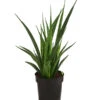 Bogenhanf - Sansevieria 'Friends' -Gartenbedarf Verkäufe 2024 8670556 PR FS 001 SansevieriaFriendsT12DehnerExpressHerzig