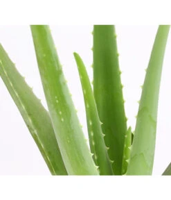 Echte Aloe - Aloe Vera -Gartenbedarf Verkäufe 2024 8670853 PR DE 001 AloeVeraT12DehnerExpressHerzig